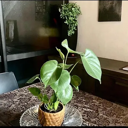 Les Lauriers Duplex Centre Avec Jardin Prázdninový dům *